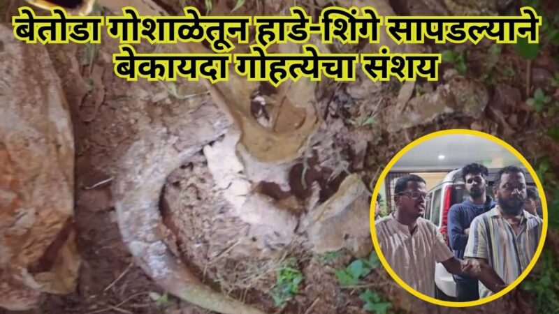 बेतोडा गोशाळेतून हाडे-शिंगे सापडल्याने बेकायदा गोहत्येचा संशय