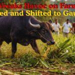Bull Wreaks Havoc on Farmland, Rescued and Shifted to Gaushala