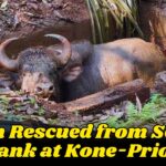 Bison Rescued from Septic Tank at Kone-Priol
