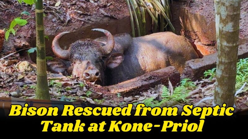 Bison Rescued from Septic Tank at Kone-Priol