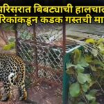 डीचोली परिसरात बिबट्याची हालचाल वाढली; नागरिकांकडून कडक गस्तची मागणी