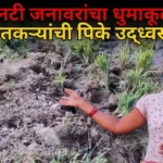 रानटी जनावरांचा धुमाकूळ; शेतकऱ्यांची पिके उद्ध्वस्त