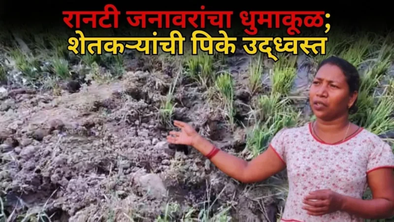 रानटी जनावरांचा धुमाकूळ; शेतकऱ्यांची पिके उद्ध्वस्त