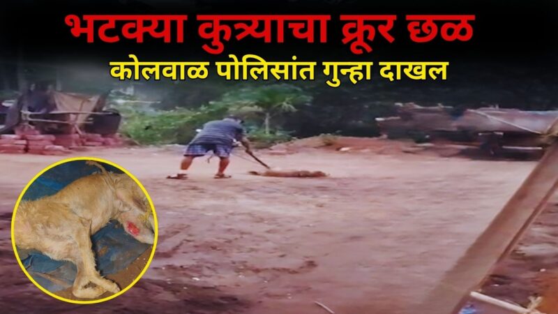 कामुर्ली येथे भटक्या कुत्र्याचा क्रूर छळ; कोलवाळ पोलिसांत गुन्हा दाखल