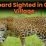 Leopard Sighted in Guleli Village