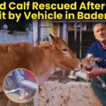Injured Calf Rescued After Being Hit by Vehicle in Badem