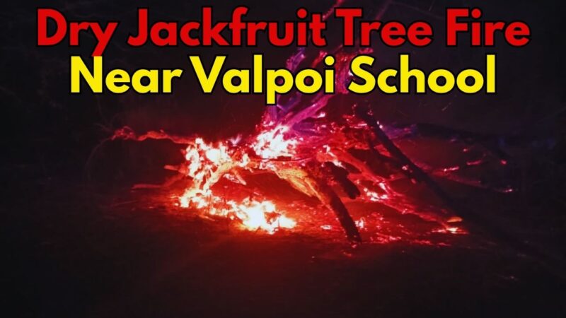 Dry Jackfruit Tree Fire Near Valpoi School