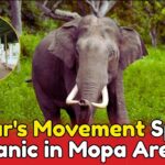 Omkar’s Movement Sparks Panic in Mopa Area