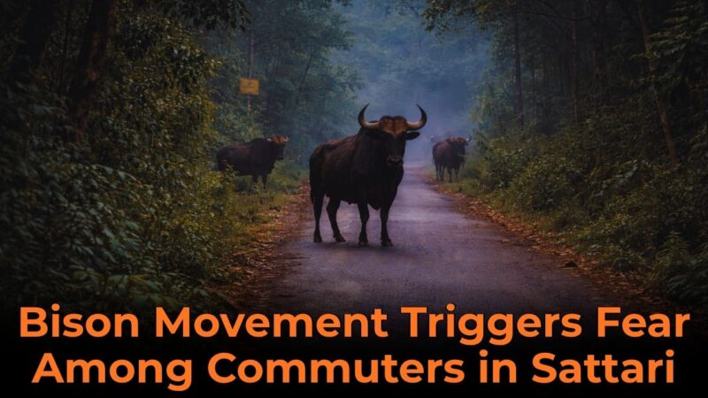 Bison Movement Triggers Fear Among Commuters in Sattari