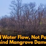 Blocked Water Flow, Not Pollution, Behind Mangrove Damage: GSPCB Report