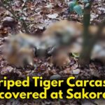 Striped Tiger Carcass Discovered at Sakorda