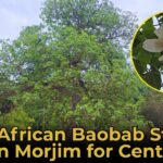 Rare African Baobab Stands Tall in Morjim for Centuries