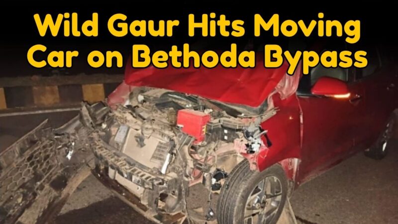 Wild Gaur Hits Moving Car on Bethoda Bypass