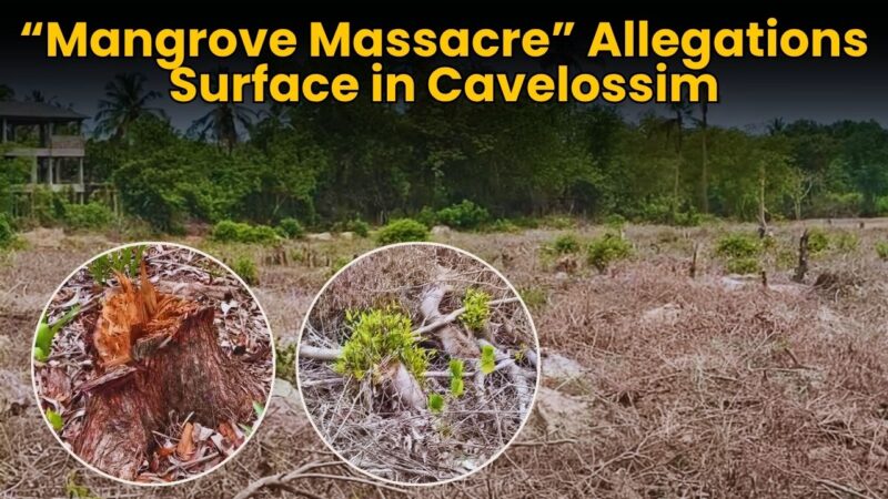 “Mangrove Massacre” Allegations Surface in Cavelossim