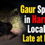 Gaur Spotted in Harmal Locality Late at Night