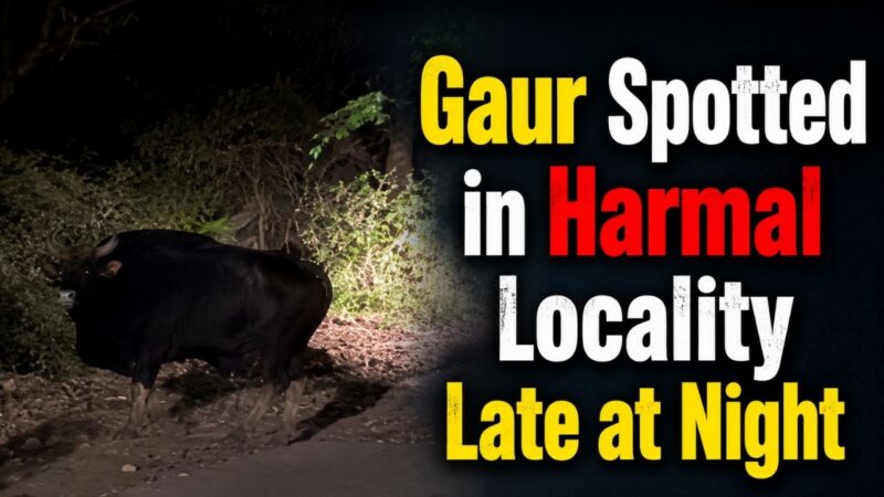 Gaur Spotted in Harmal Locality Late at Night