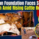 Dhyan Foundation Faces Space Crunch Amid Rising Cattle Rescues
