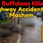 Two Buffaloes Killed in Highway Accident at Mashem