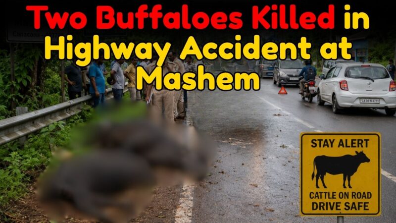Two Buffaloes Killed in Highway Accident at Mashem