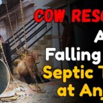 Cow Rescued After Falling Into Septic Tank at Anjuna