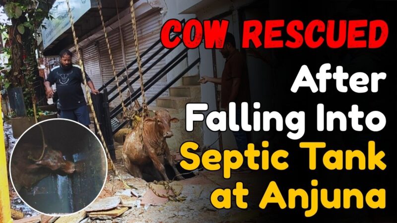 Cow Rescued After Falling Into Septic Tank at Anjuna
