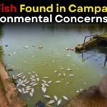 Dead Fish Found in Campal Lake, Environmental Concerns Rise