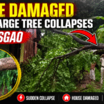 House Damaged After Large Tree Collapses in Usgao